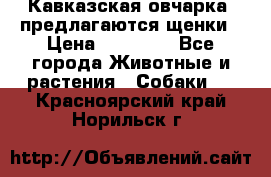 Кавказская овчарка -предлагаются щенки › Цена ­ 20 000 - Все города Животные и растения » Собаки   . Красноярский край,Норильск г.